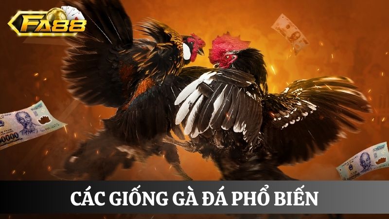  Các giống đá gà FA88