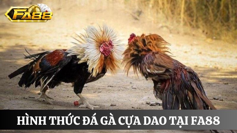  đá gà FA88 cựa dao 