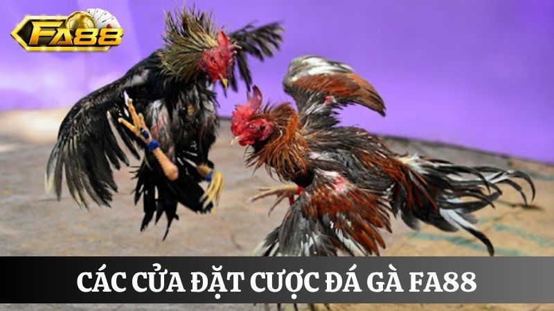 các cửa cược  đá gà FA88
